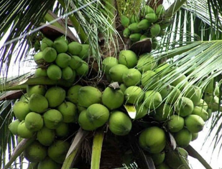Loại dừa đặc biệt không lấy nước mà chủ yếu dùng để ăn phần vỏ và có tên là dừa ngọt, có nơi gọi là dừa nếp, dừa bông. (Nguồn ảnh: shopee.vn)